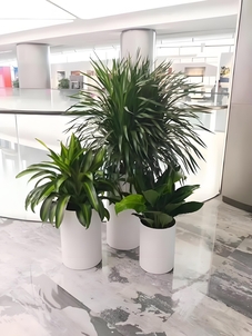 北仑花卉出租，价格亲民超实惠，绿植装点美空间